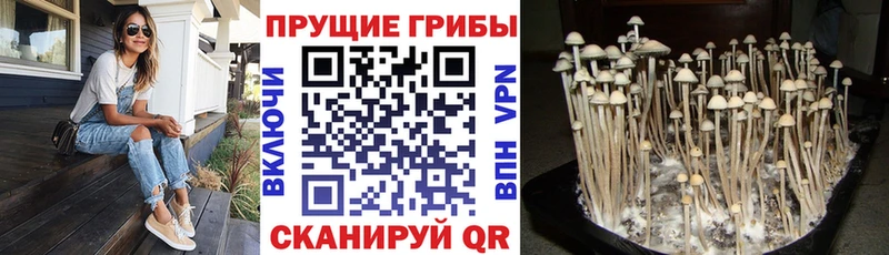 маркетплейс наркотические препараты  Керчь  Галлюциногенные грибы Magic Shrooms 